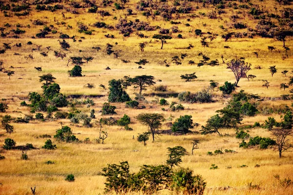 위에서 바라보면 케냐에 흩어져 나무들이 사바나 — 스톡 사진