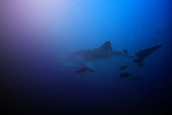 Gran Tiburón Ballena Enorme Nadando Profundo Bajo Agua Vista Desde — Foto de Stock