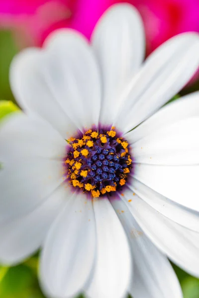 Chiudi Immagine Fiori Margherite Osteospermum Con Petali Bianchi Stami Blu — Foto Stock