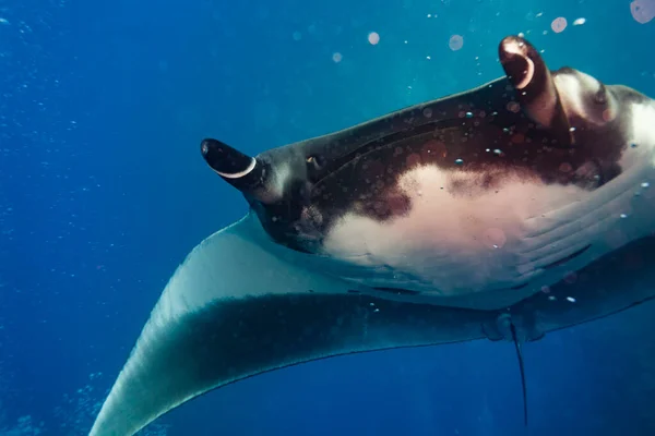 Zavřít Fotografii Krásného Manta Paprsek Slunci Plavání Potápěči — Stock fotografie