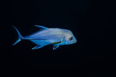 Küstah trevally, Caranx papuensis ya da siyah üzerine izole edilmiş Papuan balığı.