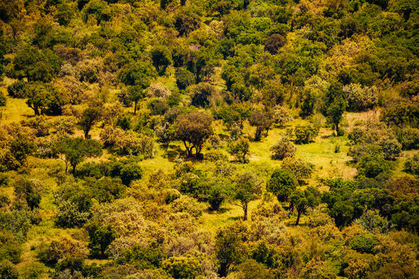 View from above of forest in Kenyan Maasai Mara, national park