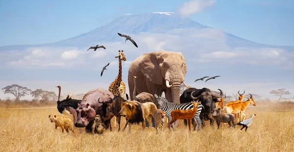 许多非洲动物 长颈鹿 猴子和其他动物与乞力马扎罗山肩并肩站在一起 — 图库照片