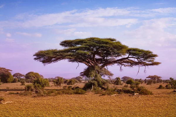 Arbre Vue Sur Savane Kenyane Dans Parc National Amboseli — Photo