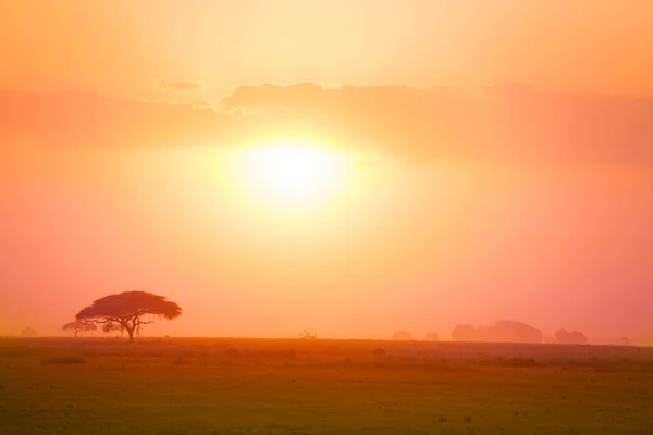 Pink sunset sun disk over group of trees in Savanna in Kenya