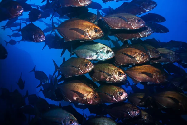 Large Fish School Close Photo Deep Underwater Swimming Blue Water — Stock Photo, Image