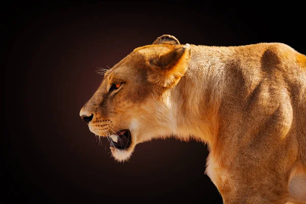 Profilbild Der Wütenden Löwin Gesicht Vor Dunklem Hintergrund — Stockfoto