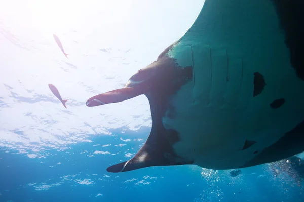 Podvodní Fotografie Velkého Manta Paprsku Plavání Proti Vodní Hladině — Stock fotografie