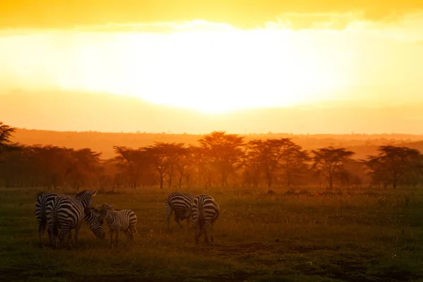 日落前在肯尼亚背景为橙色稀树草原的斑马群 — 图库照片