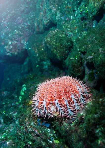 Sea Urchins Closeup Underwater Photo Spiny Globular Animals Echinoderms Class — Stock Photo, Image