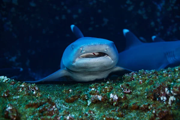 Head Teeth Angry Baby White Tip Shark Hiding Reef Shelter — Stock Photo, Image