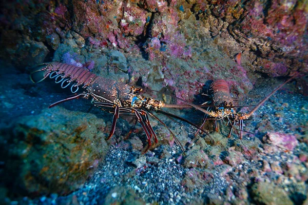 Side Photo Two Lobsters Pacific Ocean Floor Fighting Each Other — Stock Photo, Image