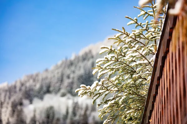 在阳光明媚的冬日 雪覆在屋顶和森林上的冷杉枝叶上 — 图库照片