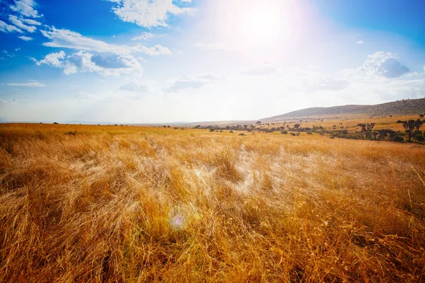 Dry Panorama Maasai Mara Park Natural Landscape Kenya — Stock Photo, Image