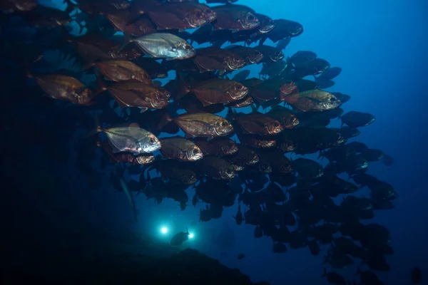 Large Fish School Underwater Diver Strobe Deep Blue — Stock Photo, Image