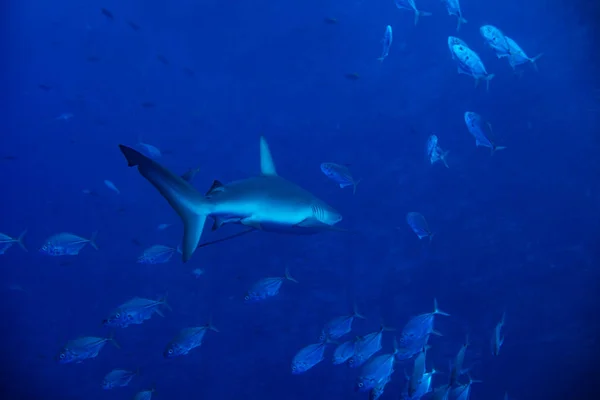 Galapagos Requiem Shark Swim School Small Fishes Deep Underwater — Stock Photo, Image