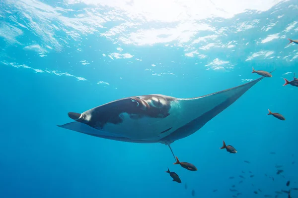 Foto Subaquática Brilhante Grande Raio Manta Nadar Direção Câmera — Fotografia de Stock