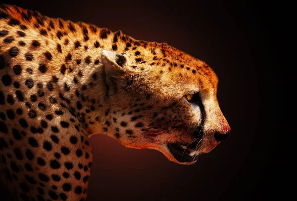 Koyu Arkaplan Üzerinde Kızgın Çita Kan Profili — Stok fotoğraf