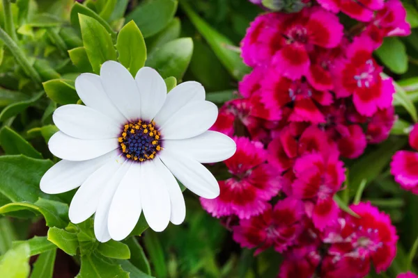 Photo Osteospermum Flower White Petals Blue Stamen — Stock Photo, Image