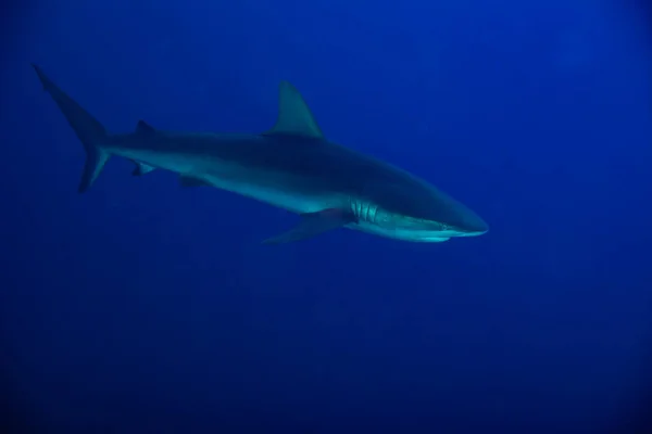 Side Photo Galapagos Requiem Shark Swim School Small Fishes Deep — Stock Photo, Image