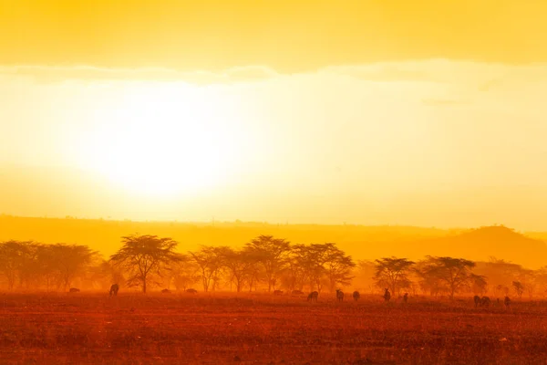 Kenya Savanasında Birçok Hayvanla Birlikte Yaz Sarısı Akşam Manzarası — Stok fotoğraf