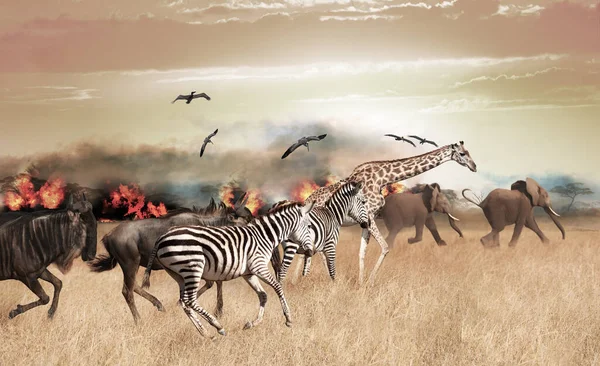 Grupo Muchos Animales Africanos Huyen Del Fuego Forestal Una Gran — Foto de Stock