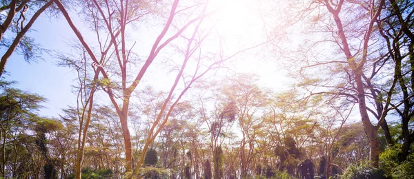 Лес Возле Озера Найваша Кении Накуру Вид Деревья Ниже — стоковое фото