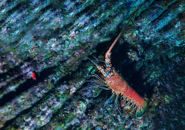 Underwater Photo Lobster Pacific Ocean Floor — Stock Photo, Image