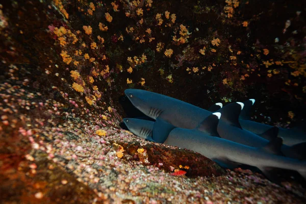 Group Small White Tip Baby Sharks Rest Rocks — Stock Photo, Image