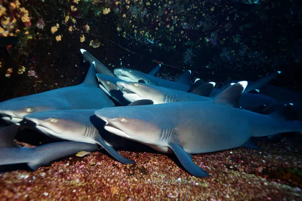 Velká Skupina Škola Malých Bílých Hrotů Žraloci Odpočívat Skalách — Stock fotografie