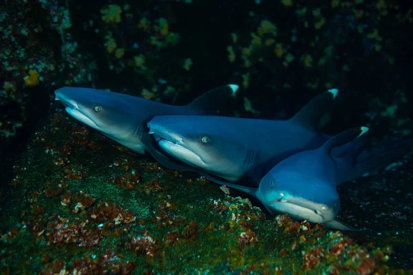Heads Three Small White Tip Baby Sharks Rest Rocks — Stock Photo, Image