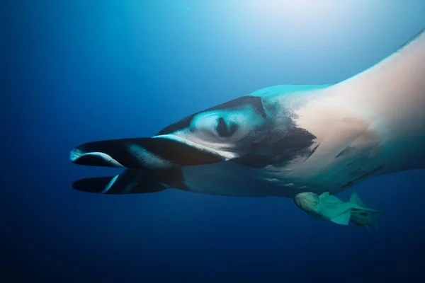 Großer Mantarochen Schwimmt Tief Unter Wasser Vor Blauem Hintergrund — Stockfoto