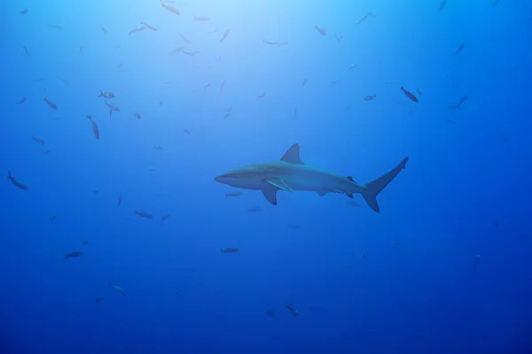 Galapagos Requiem Shark Family Carcharhinidae Swim Water — Stock Photo, Image