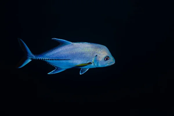 Pesce Brassy Trevally Caranx Papuensis Papua Isolato Nero — Foto Stock