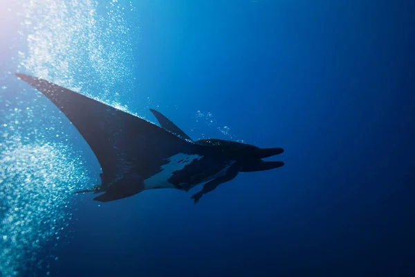 Gyönyörű Hatalmas Manta Ray Kilátás Oldalon Víz Alatti Fénykép Buborékok — Stock Fotó