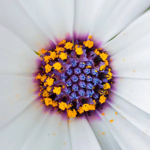 골세포 꽃에서 꽃가루 — 스톡 사진