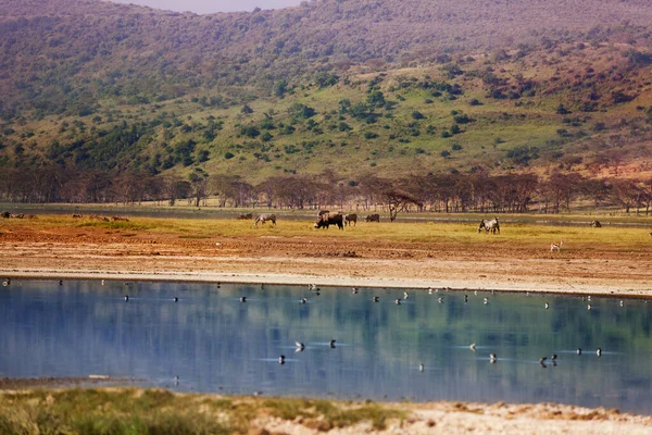 Wilde Dieren Kenyan Maasai Mara Buurt Van Drinkplaats Zebra Wilde — Stockfoto