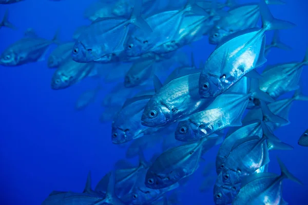 Foto Einer Großen Schule Von Caranx Fischen Schwimmt Dicht Der — Stockfoto