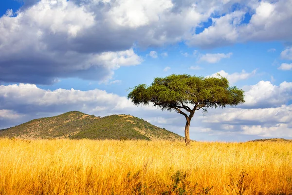 Panorama Ett Ensamt Träd Savanna Kenya Över Moln Bakgrund — Stockfoto