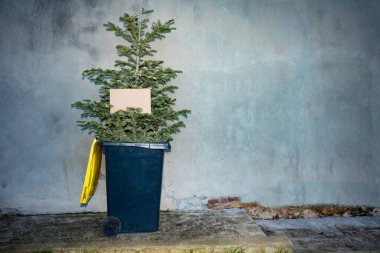Christmas tree thrown to the trash bin on the street after celebration with copy spaced cardboard