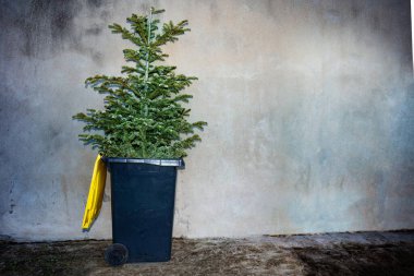 Christmas tree thrown to the trash bin on the street after celebration