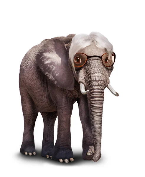 Concept Image Old Senior Retired Wise Elephant Wearing Glasses White — Photo