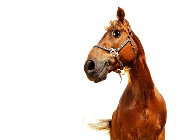 Cabeza Divertida Feliz Confiado Caballo Aislado Blanco —  Fotos de Stock