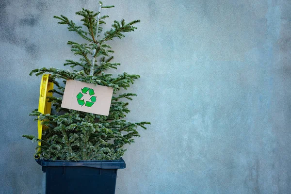 New Year Tree Celebration Recycling Sign Cardboard Thrown Street — Stok fotoğraf