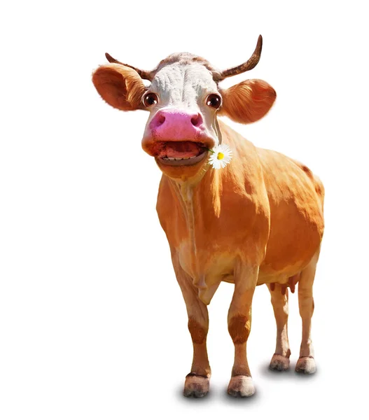 奶牛的滑稽形象 专注于头部 张开的嘴与白色隔离 — 图库照片