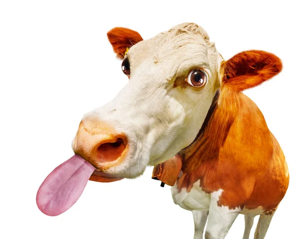 牛的可笑的头伸出舌头 被白色隔离 — 图库照片