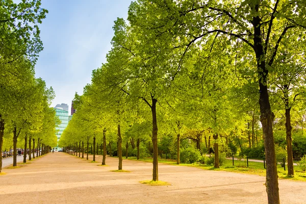 Vista al Tiergarten con hileras de árboles — Foto de Stock