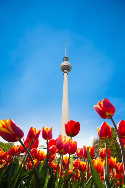 Berliner Fernsehturm met rode tulpen — Stockfoto