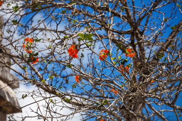Cordia Dodecandra дерево — стокове фото