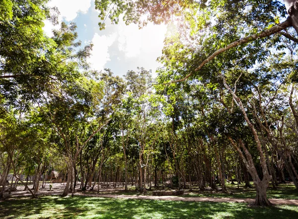 Bos met groene bomen — Stockfoto